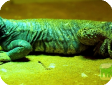 Uromastyx ornata