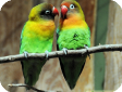 Agapornis