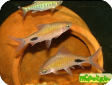 Puntius filamentosus (Barbus filamentosus)