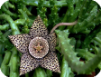 Stapelia