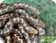 Gongylophis colubrinus
