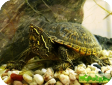 Sternotherus odoratus (Обыкновенная мускусная) 