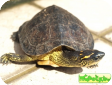 Rhinoclemmys punctularia (Южноамериканская килевая) 