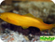 Dinematichthys riukiuensis 