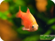 Barbus conchonius