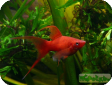 Xiphophorus helleri