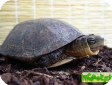 Cuora trifasciata 