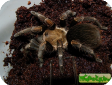 Cyclosternum schmardae