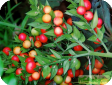 Ruscus