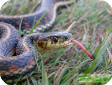 Thamnophis sirtalis
