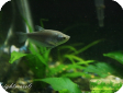 Trichogaster microlepis