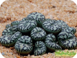Conophytum