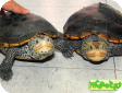 Malaclemys terrapin (Террапин, Бугорчатая, Техасская бриллиантовая) 