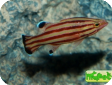 Liopropoma rubre 
