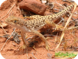 Gambelia wislizenii