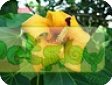 Pavonia