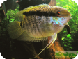 Mesonauta festivum