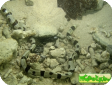 Myrichthys colubrinus 