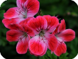 Pelargonium