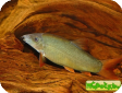 Yasuhikotakia modesta (Botia modesta)