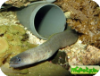 Gymnothorax tile (Lycodontis literata, L. punctata)