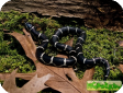 Lampropeltis getula getula  