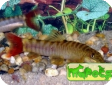 Nemacheilus subfusca