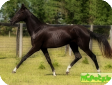 Ахалтекинская (Akhal Teke Horse) 