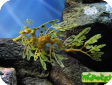 Phycodurus eques 