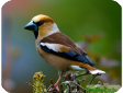 Coccothraustes