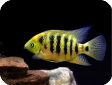 Cichlasoma festae