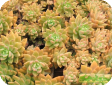 Graptopetalum