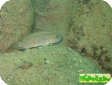 Telmatochromis temporalis
