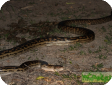 Morelia amethistina