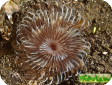 Sabellastarte sp. 