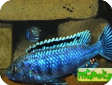 Melanochromis joanjohnsonae