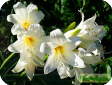 Lilium
