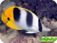Chaetodon ulietensis 