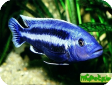 Melanochromis chipokae