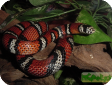 Lampropeltis triangulum andesiana