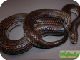 Xenopeltis unicolor