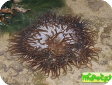 Macrodactyla doreensis ("Actinia tenebrosa")