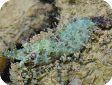 Saron rectirostris 