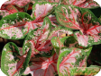 Caladium