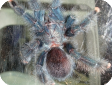 Avicularia Geroldi 