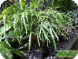 Homalocladium platycladum