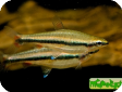Nannostomus beckfordi (N. anomalus, N. aripirangensis)