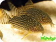 Corydoras sterbai