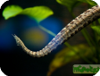 Erpeton tentaculatum