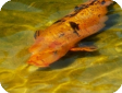 Cyprinus carpio